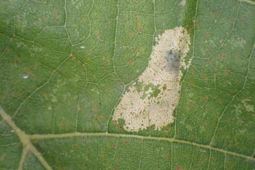 Réf. 330 558 : Phyllonorycter issikii
